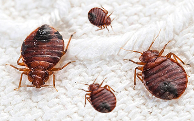 5-Dos-Donts-Follow-Dealing-Bed-Bugs