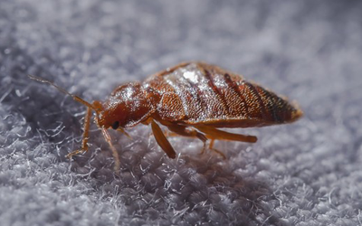 Myth Busting: What You Actually Need To Know About Bed Bugs